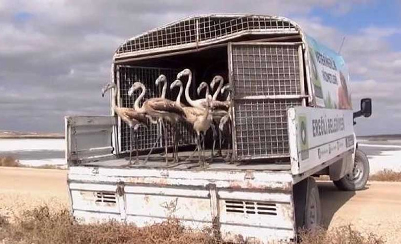 Flamingo satan adam aldığı cezayı 'abartı'lı buldu