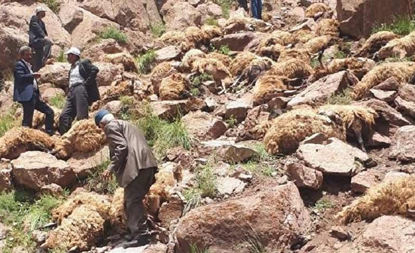 Bitlis'te 315 koyun uçurumdan düştü