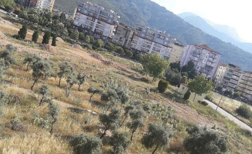AKP’nin zeytinlik katliamı Denizli’den başladı
