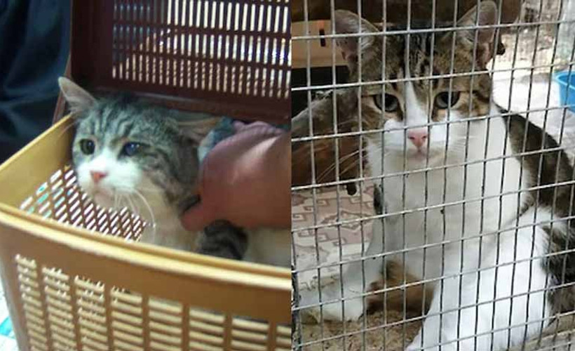 Hâkim karşısındaki uyuşturucu kaçakçısı kedi 'dublör mü' tartışması