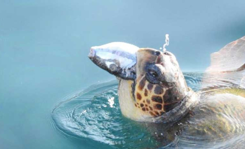 Validen balon balığı yiyen Caretta Caretta paylaşımı
