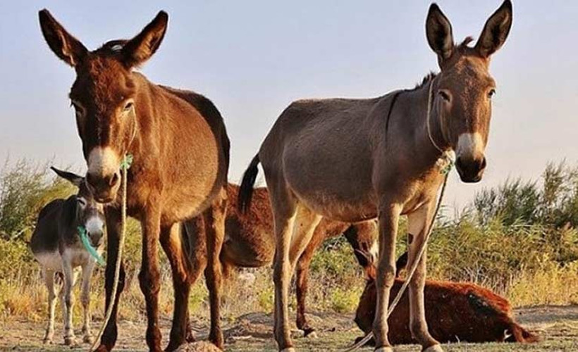 Eşeklerin nüfusu Çin'deki talep nedeniyle tehlikede