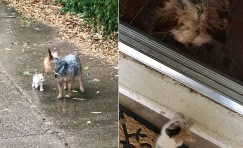 Köpek yağmurda ıslanan sahipsiz kediyi evine götürdü