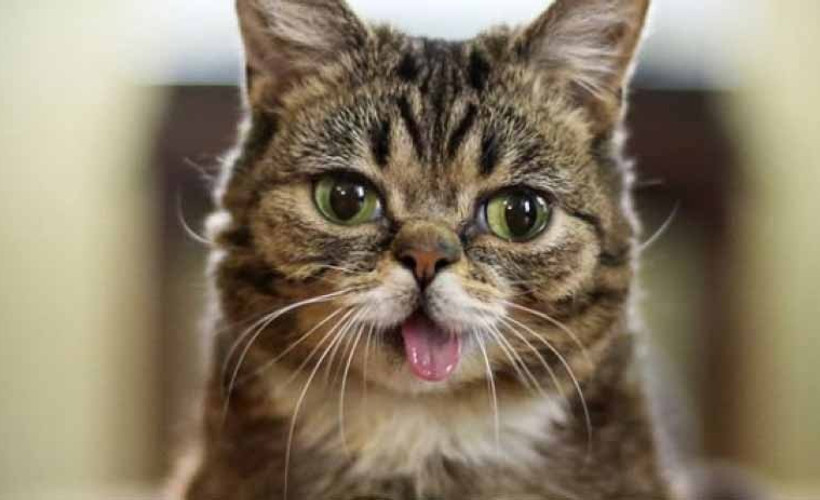 5 milyon takipçisi olan kedi öldü