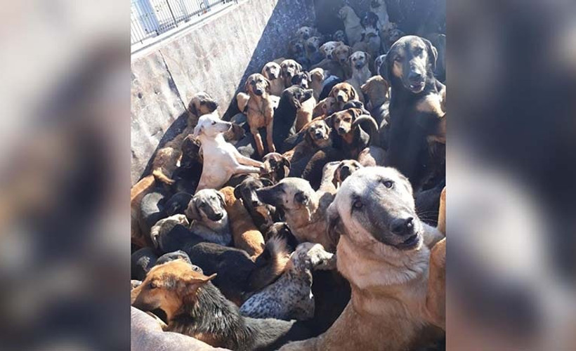 Belediyeler arası kamyonla sahipsiz köpek transferi
