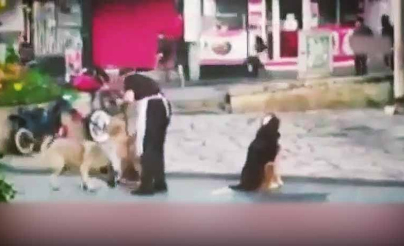 Sokak köpeklerinin masaj keyfi kamerada