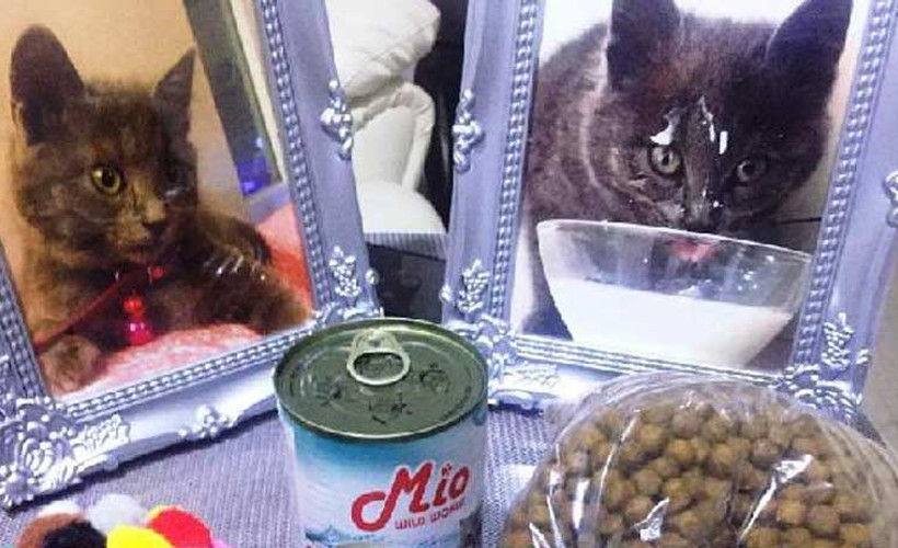 Bir yaşına giren 'Gümüş' için doğum günü partisi