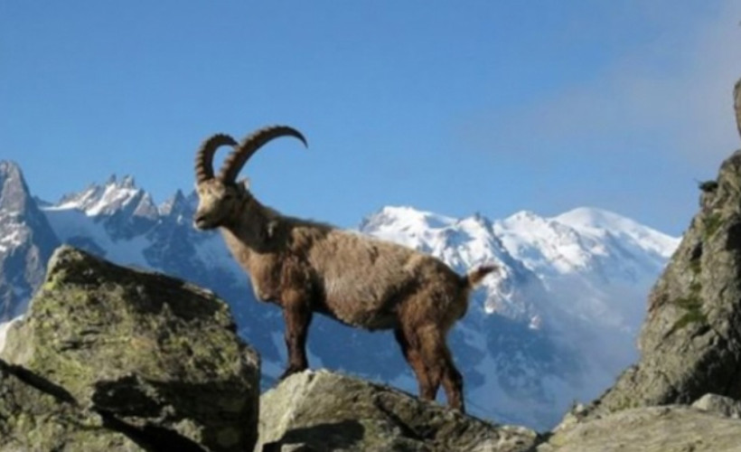 Dersim’de yaban keçisi avlayanlara 50 bin lira ceza