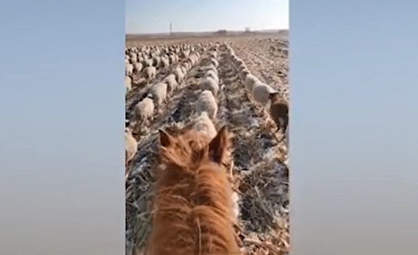Çinli çoban, 400'den fazla koyununa askeri düzende yürümeyi öğretti