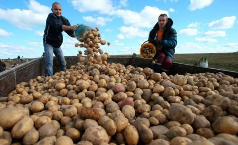 Patates ve kuru soğan ihracatına kısıtlama