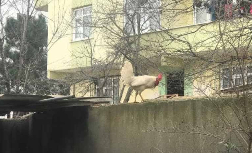Sadece postacıyı kovalayan 'Horoz Hüsnü'