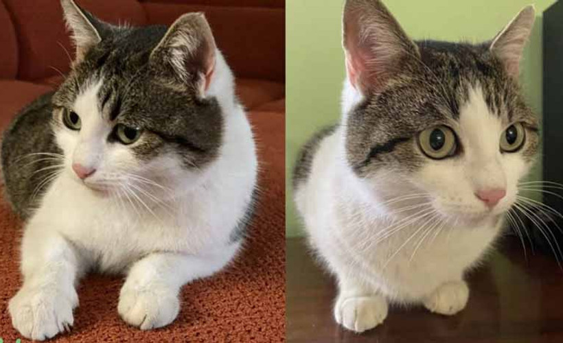 ‘Doğaüstü güçleri olan’ bir kedi 320 bin dolara satışa çıkarıldı
