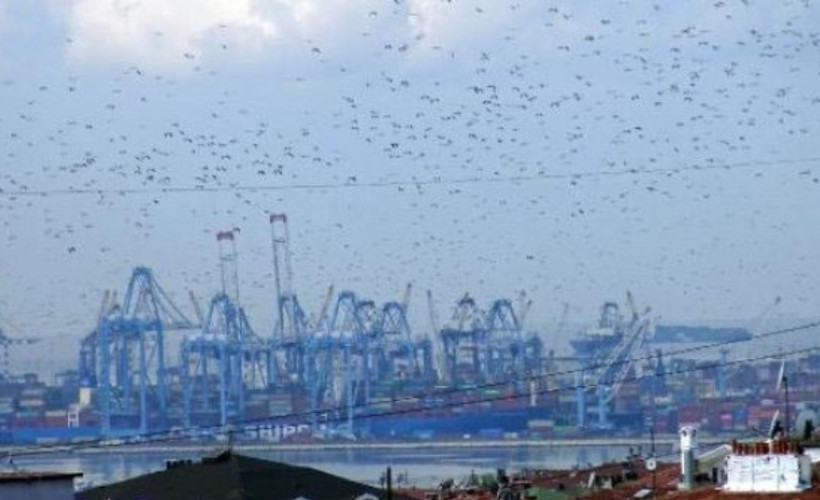 'İstanbul'dan geçen göçmen kuşlarda Batı Nil virüsü saptadık'