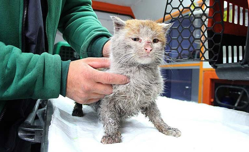 Depremde yaralanan kedi Antalya'ya ulaştı