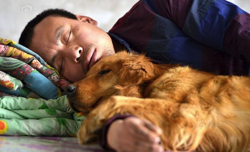 Çinli milyoner sokak köpeklerini kurtarıyor