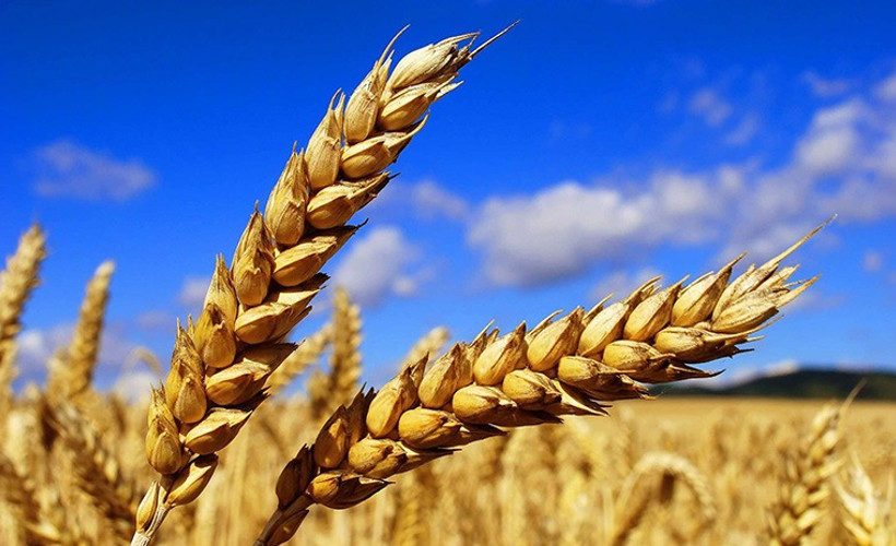 18 yılda 104.6 milyar dolarlık tarım ürünü ithal ettik