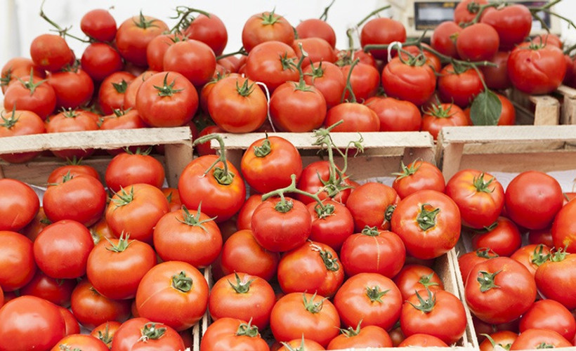 Rusya 'kota doldu' dedi, 5 bin ton domates çöpe gitti