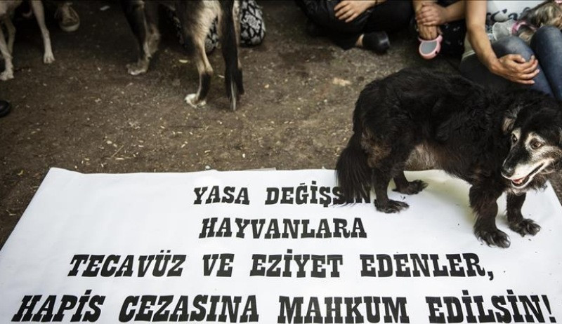 'Şirine' kediyi dördüncü kattan atan sanık hakim karşısında