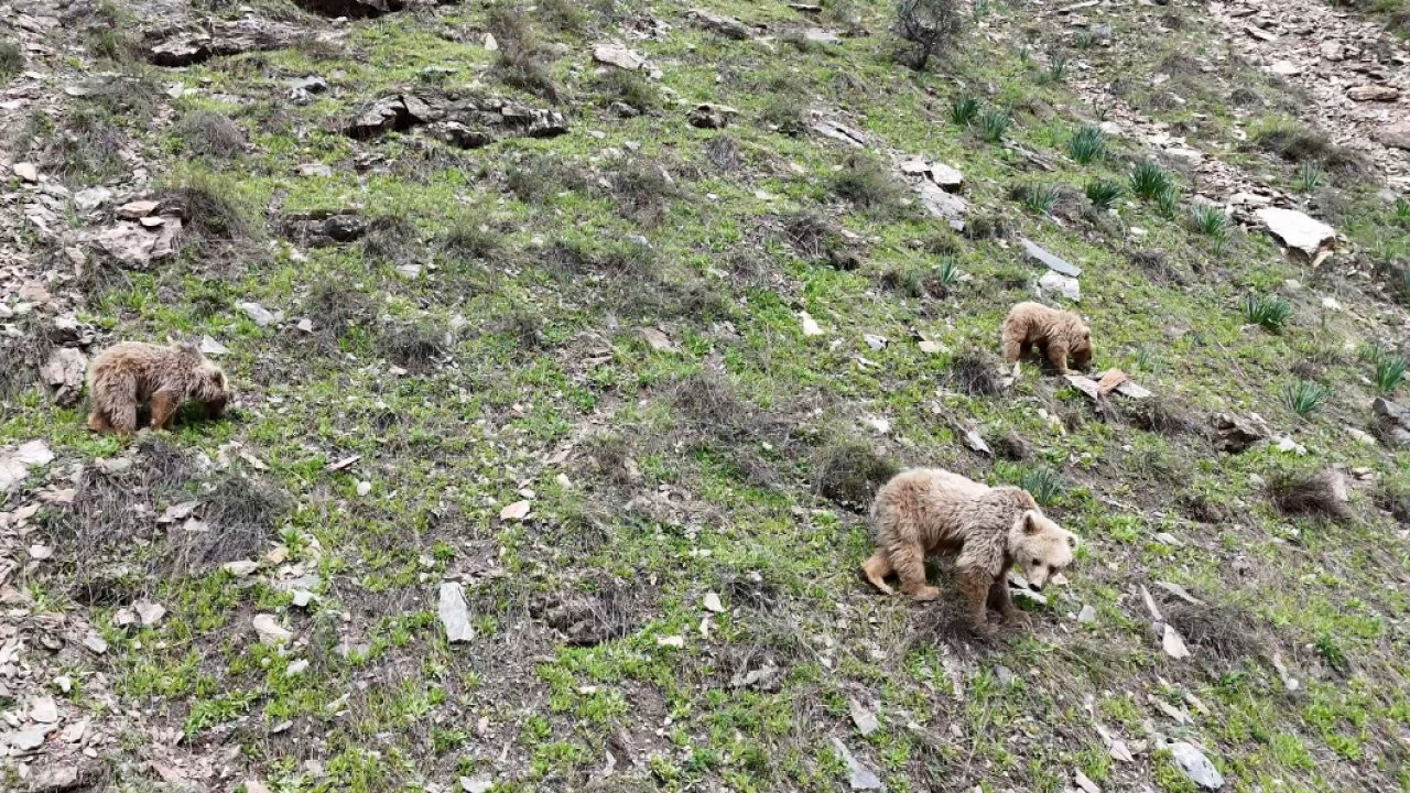 Munzur'un bozayıları kış uykusundan uyandı