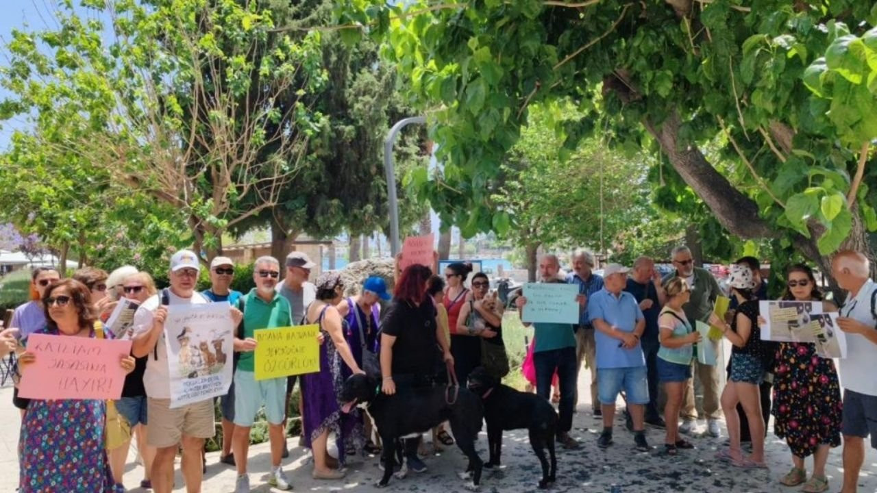 Muğla'da sokak hayvanları için eylem: Yasa tasarısı katliam öngörüyor