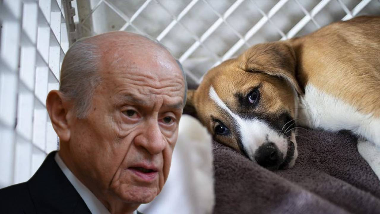 Devlet Bahçeli'den köpeklere yönelik katliam düzenlemesi yorumu: Kaç saat uyutacaklar, bunlar belirsiz