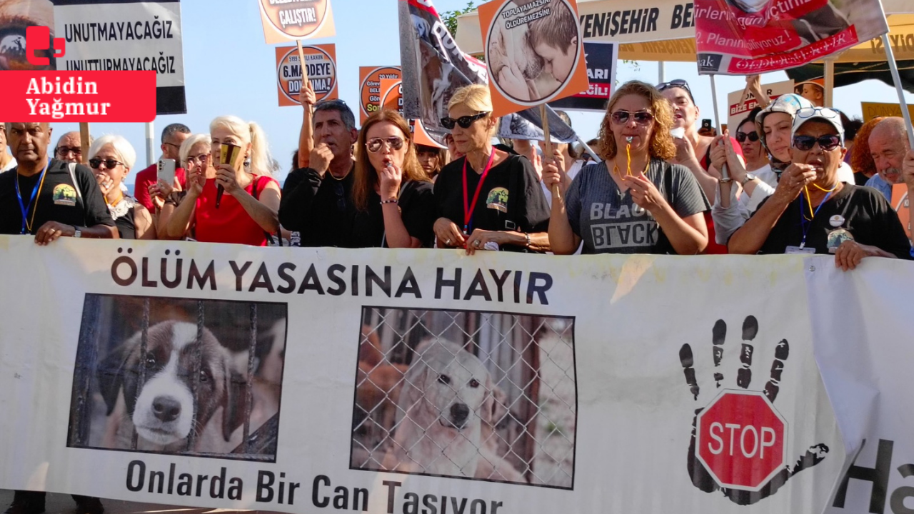 Hayvan hakları savunucuları eylemdeydi, veterinerler söz verdi: 'Bu çocukları öldürmeyeceğiz'