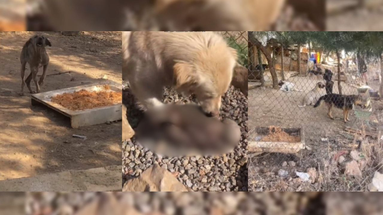 Antep’te milyonluk ‘sokak hayvanları’ ve mama ihaleleri: Köpekler insan artıklarıyla besleniyor