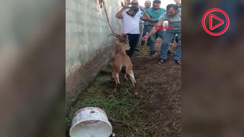 Elazığ'da bitkin halde bulunan dağ keçisi, tedavisinin ardından doğal ortamına salındı