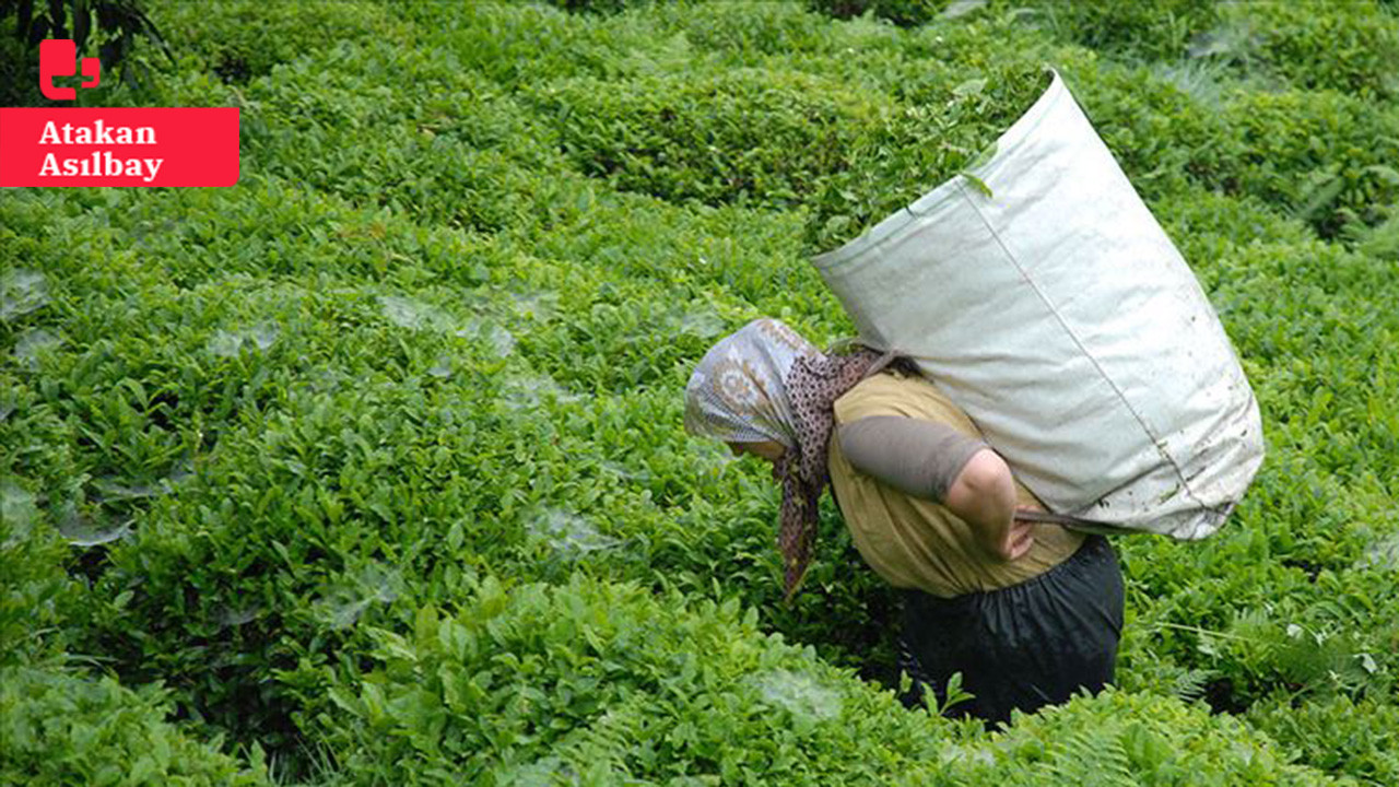 Üreticilerden çay zammına tepki: '19 TL'ye sattığımız çay markette 150 TL'