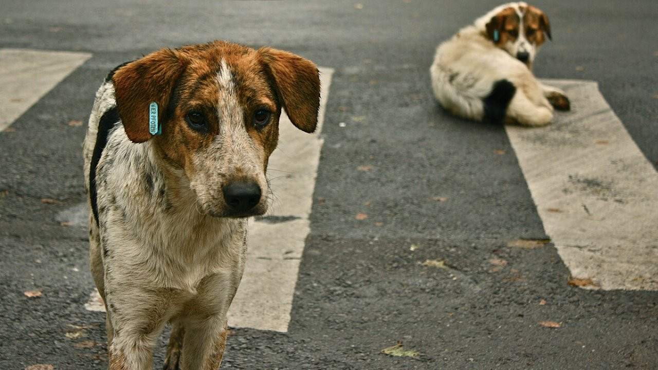 Sokak köpekleri teklifi Meclis’e geliyor: AKP'nin teklifinde 'uyutma'da geri adım