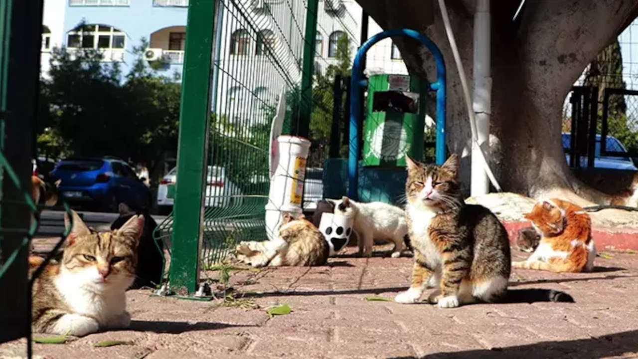 Sera Kadıgil'in talebiyle 'katliam yasası' teklifinde kediler kapsam dışına alındı