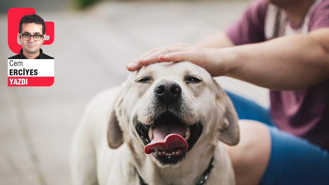 Sokak köpeklerinin tarihsel çilesi