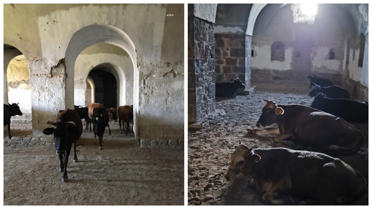 Erzurum Valiliği'nden 'tarihi eserlere inek bağlanması' açıklaması: Gerekli yasal işlemler yapıldı