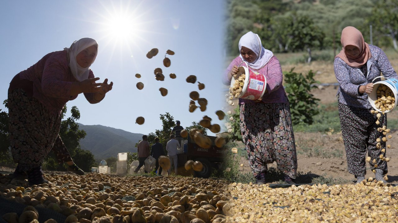 Aşırı sıcaklar inciri de vurdu: Kuru incirde hasat erken başladı