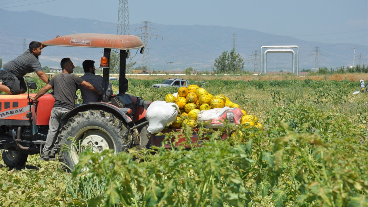 1.5 milyon TL'lik ürüne 100 bin teklif edilince.... 600 ton kavun ve karpuzu bedava dağıttılar