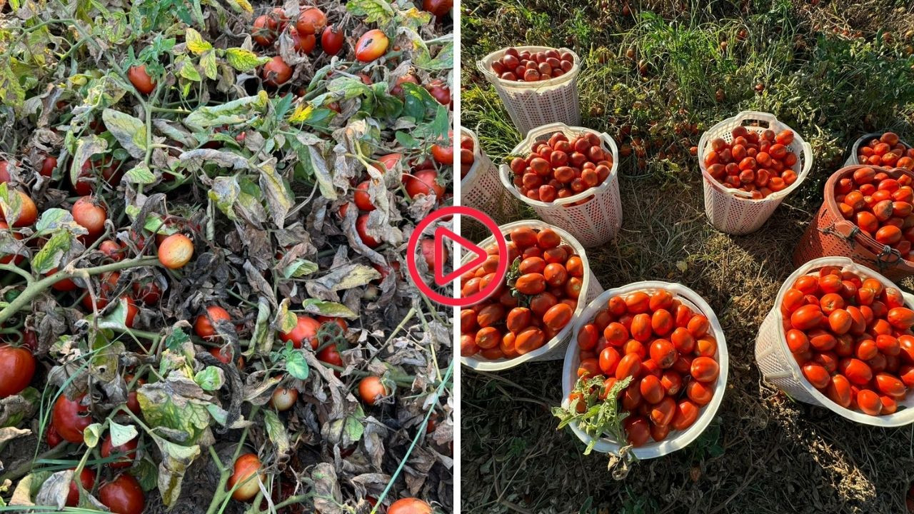 Domates maliyetleri altında ezilen çiftçi, tarlasını halka açtı